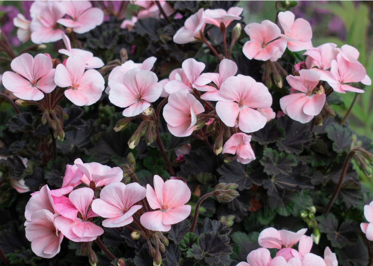 Pelargonium - Shadows™ PEACH - Geranium