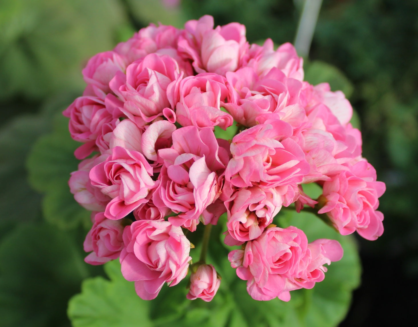 Pelargonium x hybridum - ROSEBUD AUSTRALIAN PINK - Garden Geranium