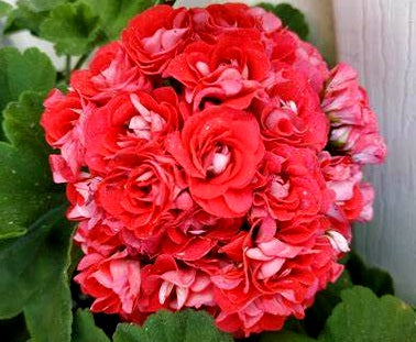 Pelargonium x hybridum - ROSEBUD SUPREME - Garden Geranium