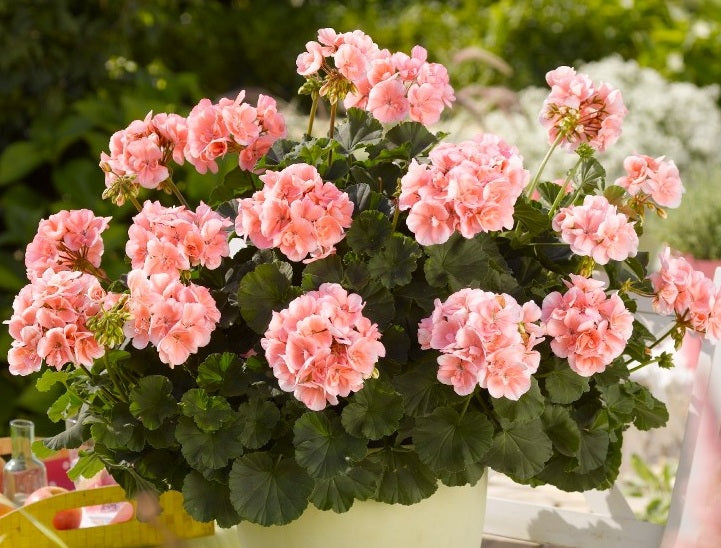 Pelargonium x hybridum - Savannah® LIGHT SALMON - Garden Geranium