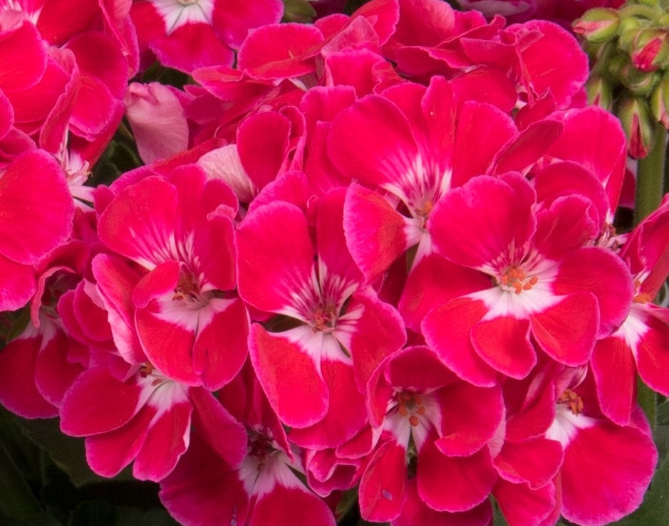 Pelargonium x hybridum - Savannah® TEXMEX FIRE - Garden Geranium