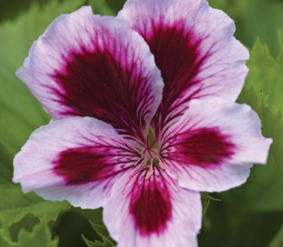 Pelargonium x domesticum - SOLSTICE LILAC STAR - Regal Pelargonium