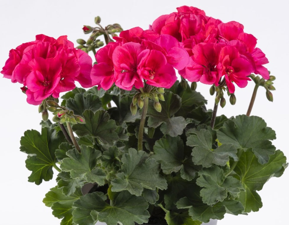 Pelargonium x hybridum - TWOinONE COMPACT CORAL - Garden Geranium