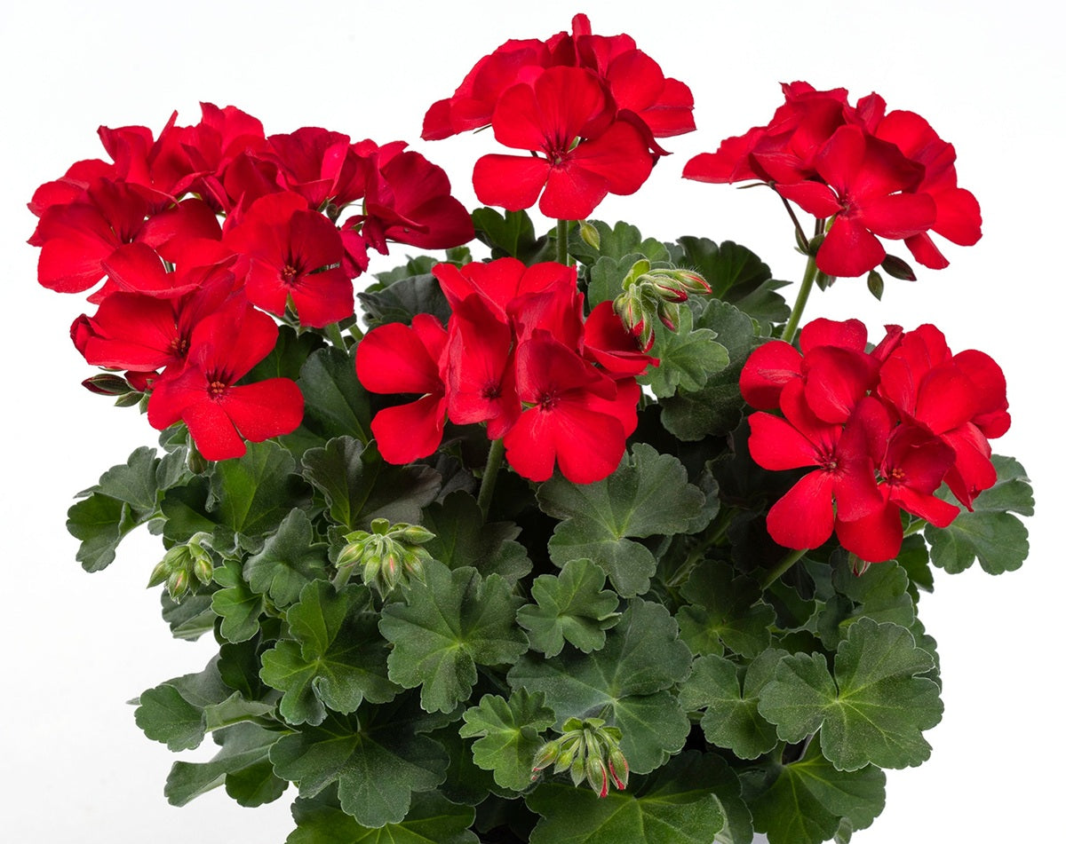 Pelargonium x hybridum - TWOinONE DARK RED - Garden Geranium