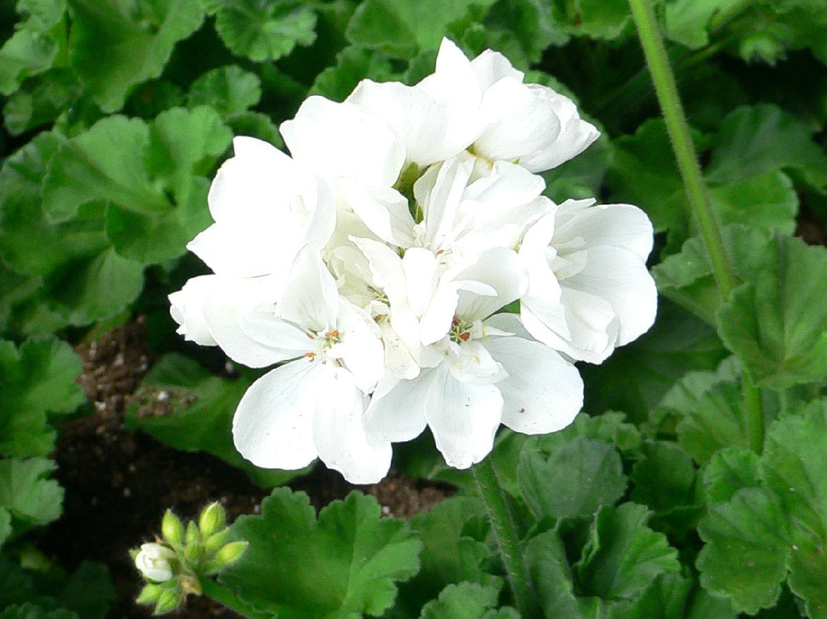 Pelargonium x hybridum - WHITE - Garden Geranium