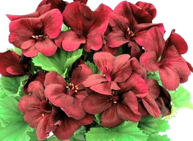 Pelargonium x domesticum - SOLSTICE CHOCOLATE - Regal Pelargonium