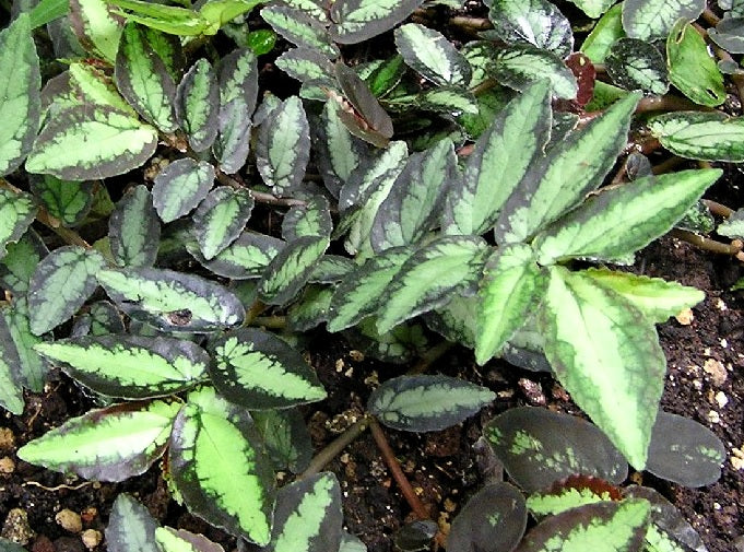 Procris repens - Watermelon Begonia Hanging Basket