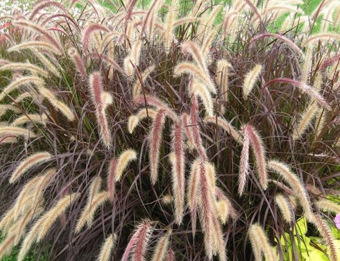 Cenchrus x cupreus - RED RIDING HOOD - Dwarf Purple Fountain Grass