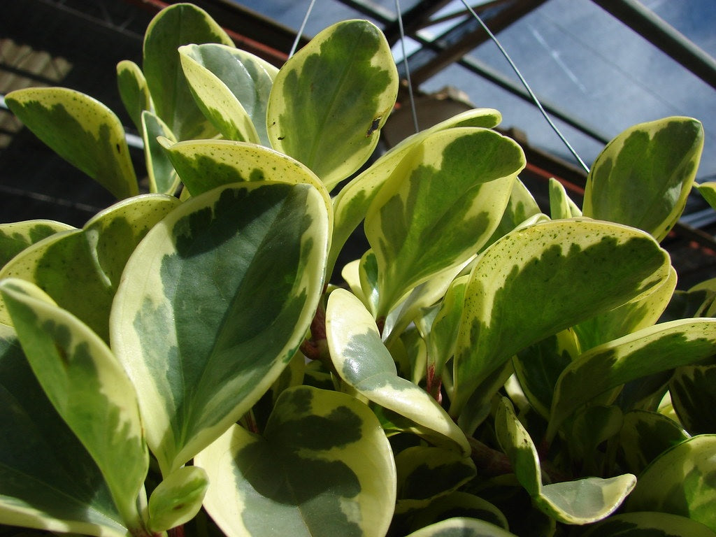 Peperomia obtusifolia - ALBO-MARGINATA - Variegated Baby Rubberplant