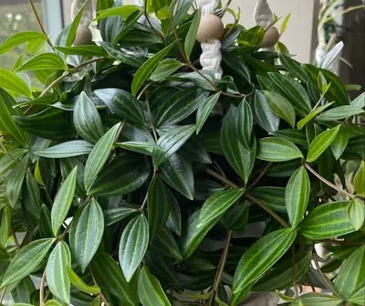 Peperomia quadrangularis - DIAMOND - Beetle Peperomia