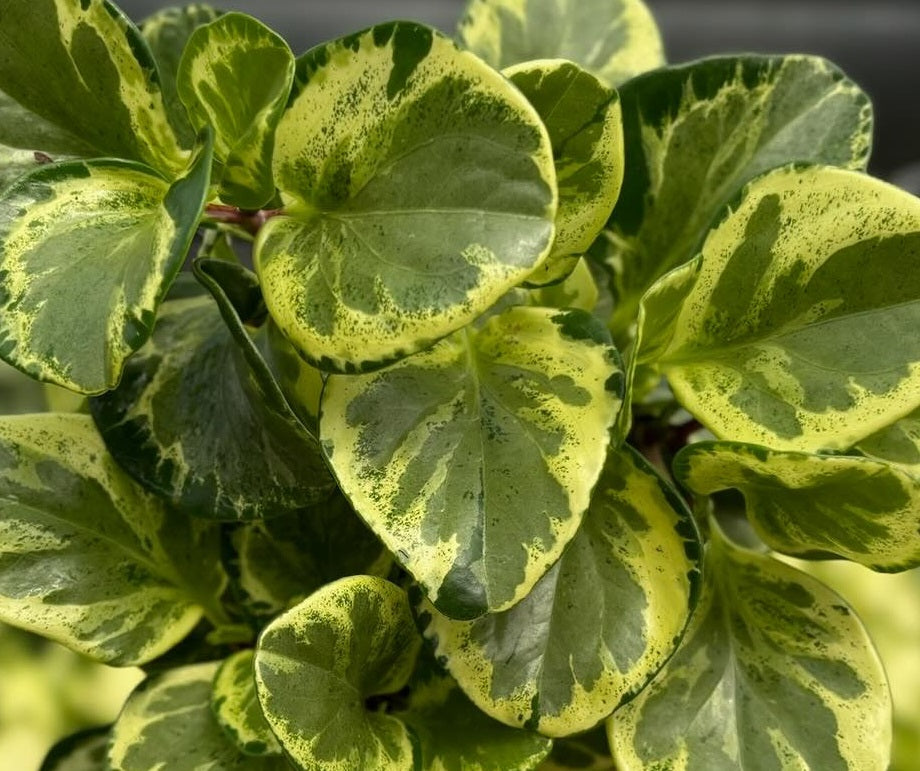 Peperomia obtusifolia - GOLDEN GATE - Variegated Baby Rubberplant