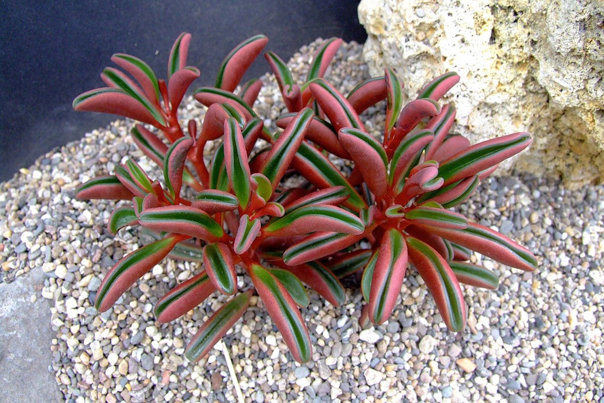 Peperomia graveolens - Ruby Glow