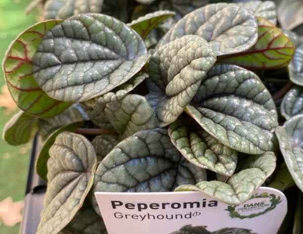 Peperomia caperata - GREYHOUND - Ripple Peperomia 'EC-PEPE-2101'