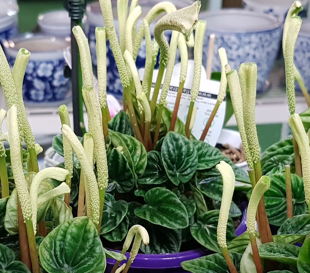 Peperomia caperata - LILIAN - Ripple Peperomia