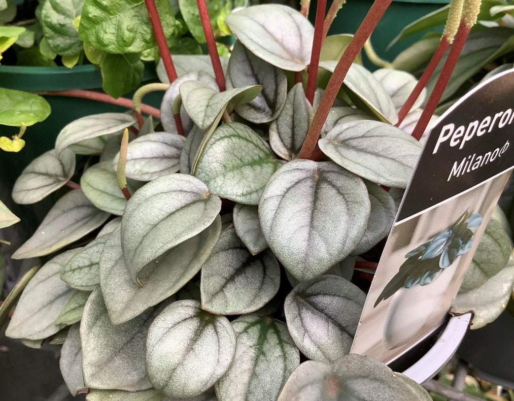 Peperomia caperata - MILANO - Ripple Peperomia 'EC-PEPE-1905' PBR