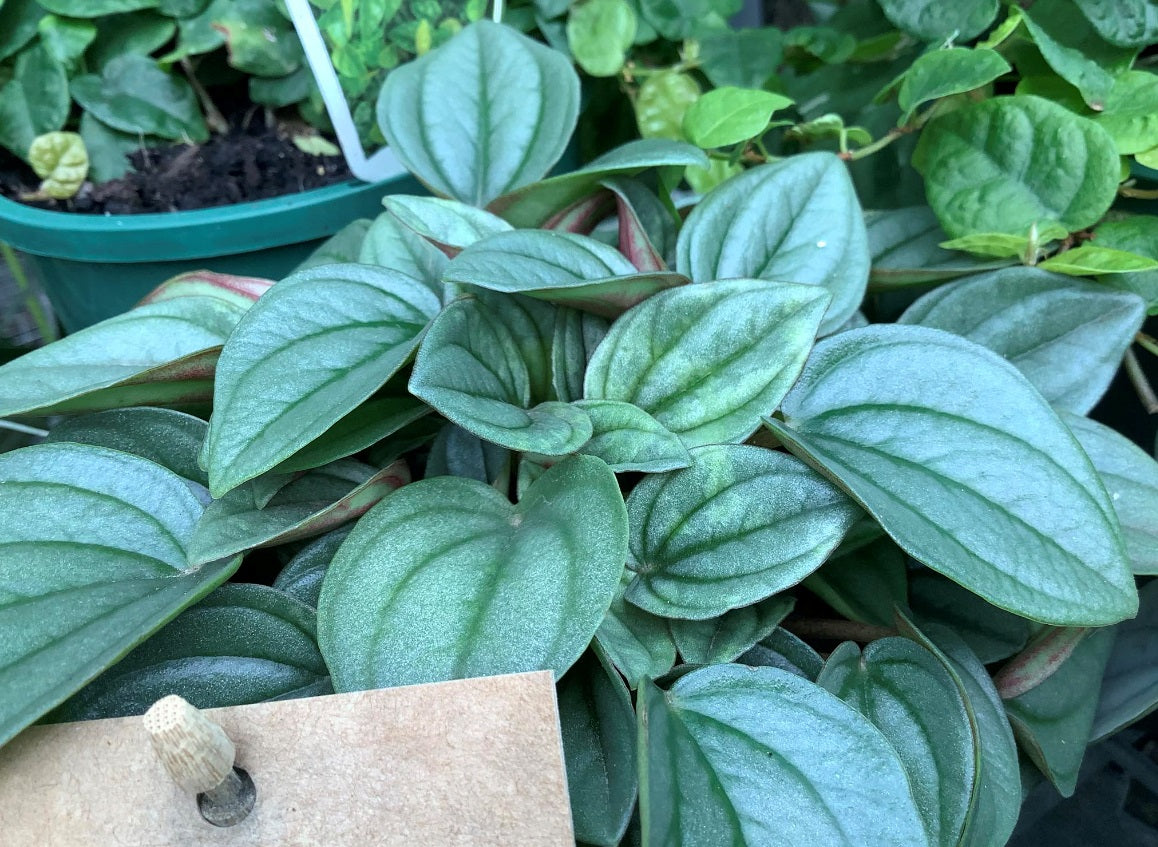 Peperomia marmorata x peruviana - NAPOLI NIGHTS - Silver Heart Peperomia 'Napoli Nights' PBR