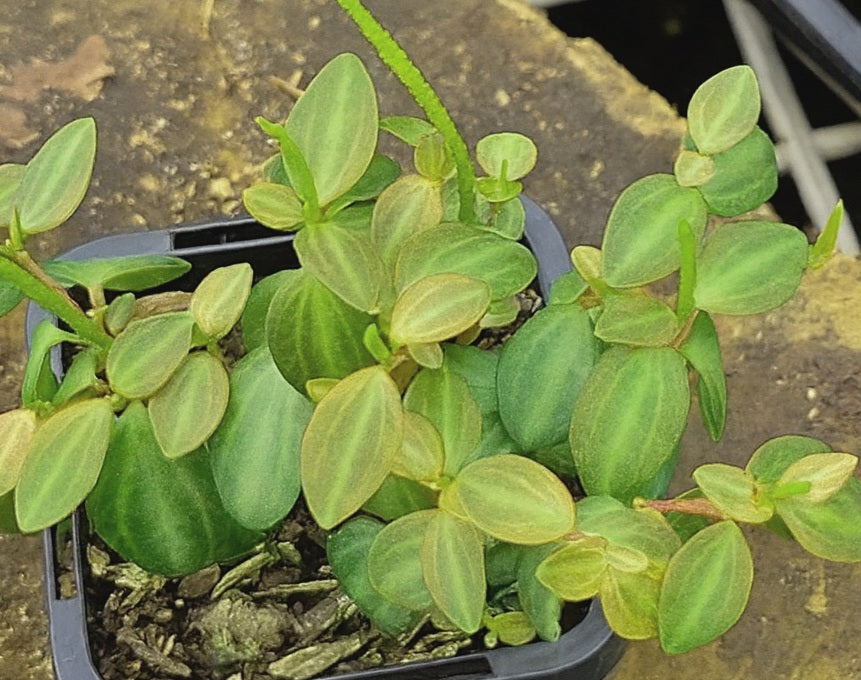 Peperomia - PARADISIAN MIDNIGHT