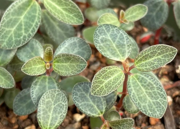 Peperomia verticillata - RED LOG - Whorled Peperomia