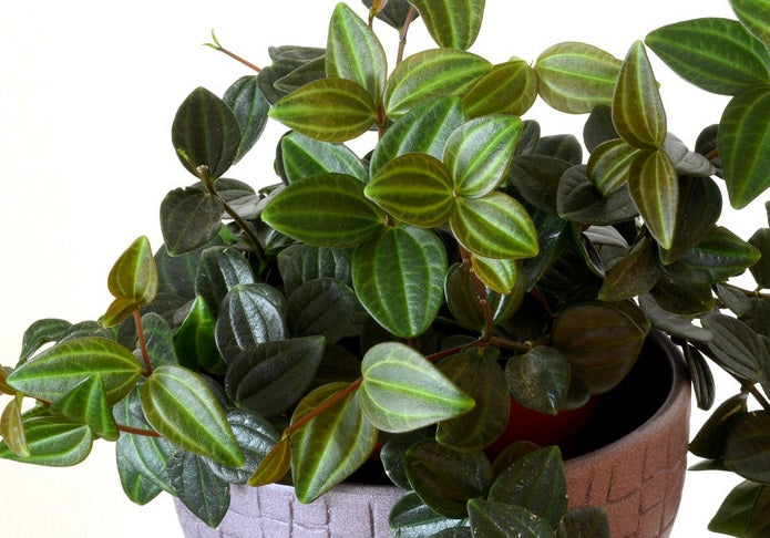 Peperomia quadrangularis - ROCCA VERDE - Beetle Peperomia Hanging Basket