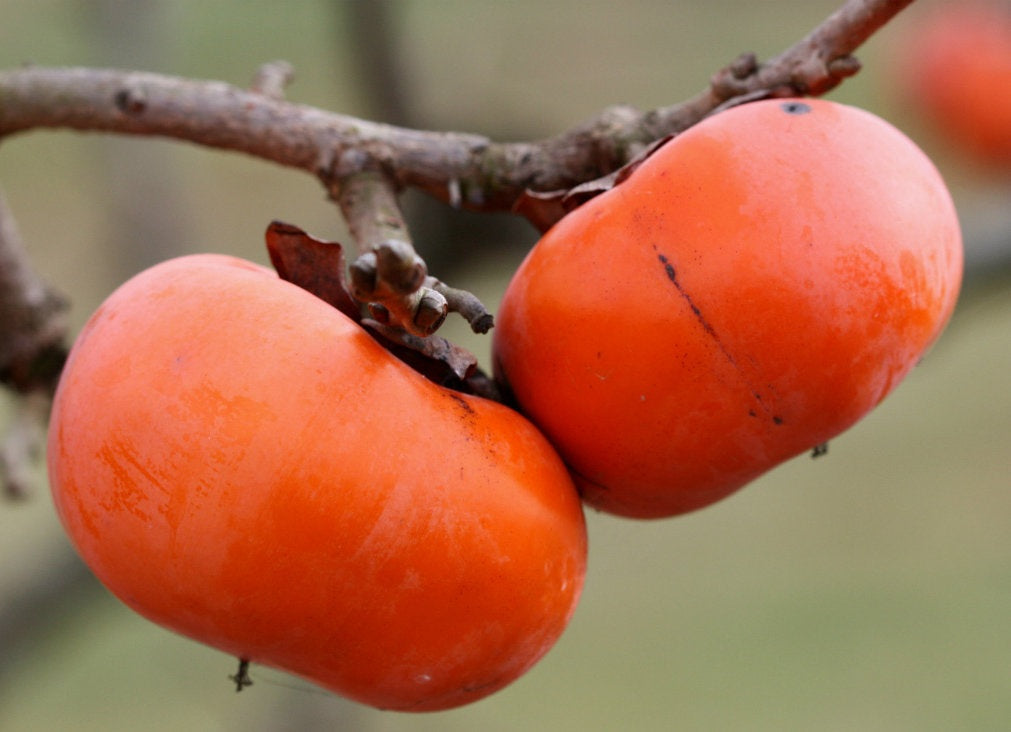 Diospyros kaki - HANA FUYU - Persimmon