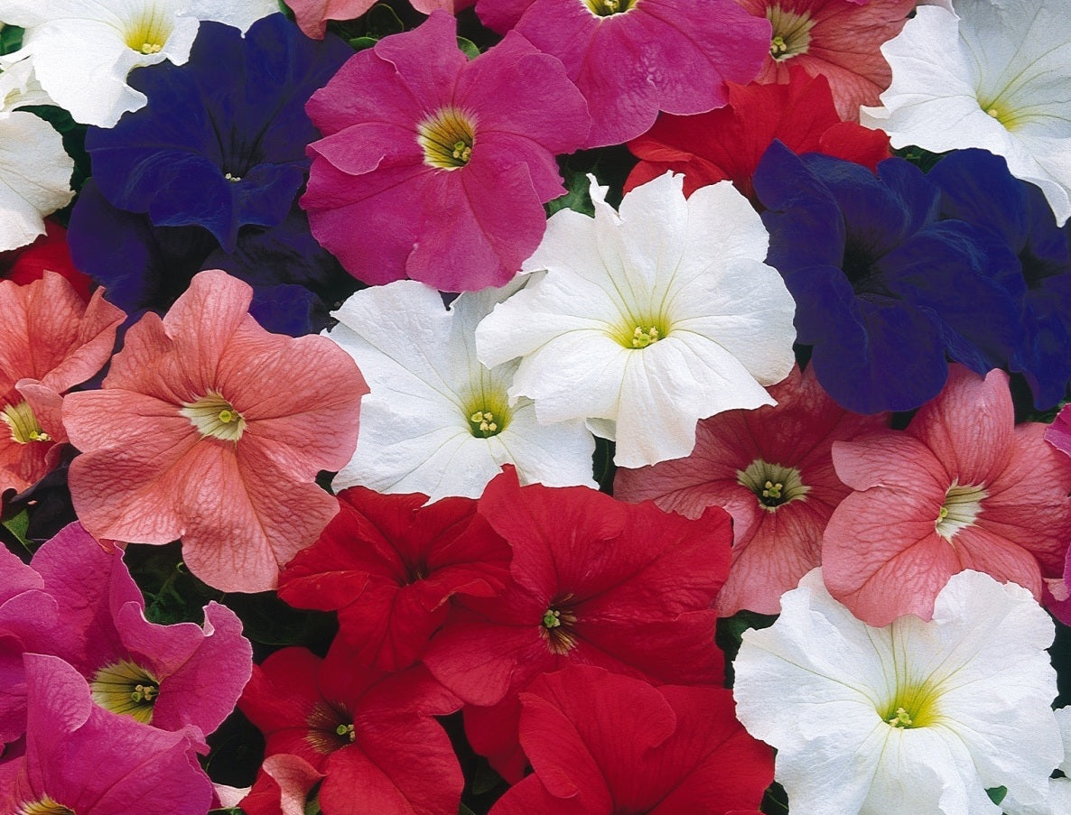 Petunia × atkinsiana - Dreams® MIX - Garden Petunia