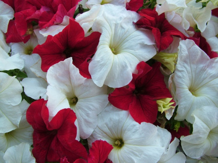 Petunia - KRIS KRINGLE