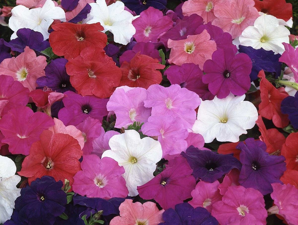 Petunia × atkinsiana - Mambo® MIX - Garden Petunia