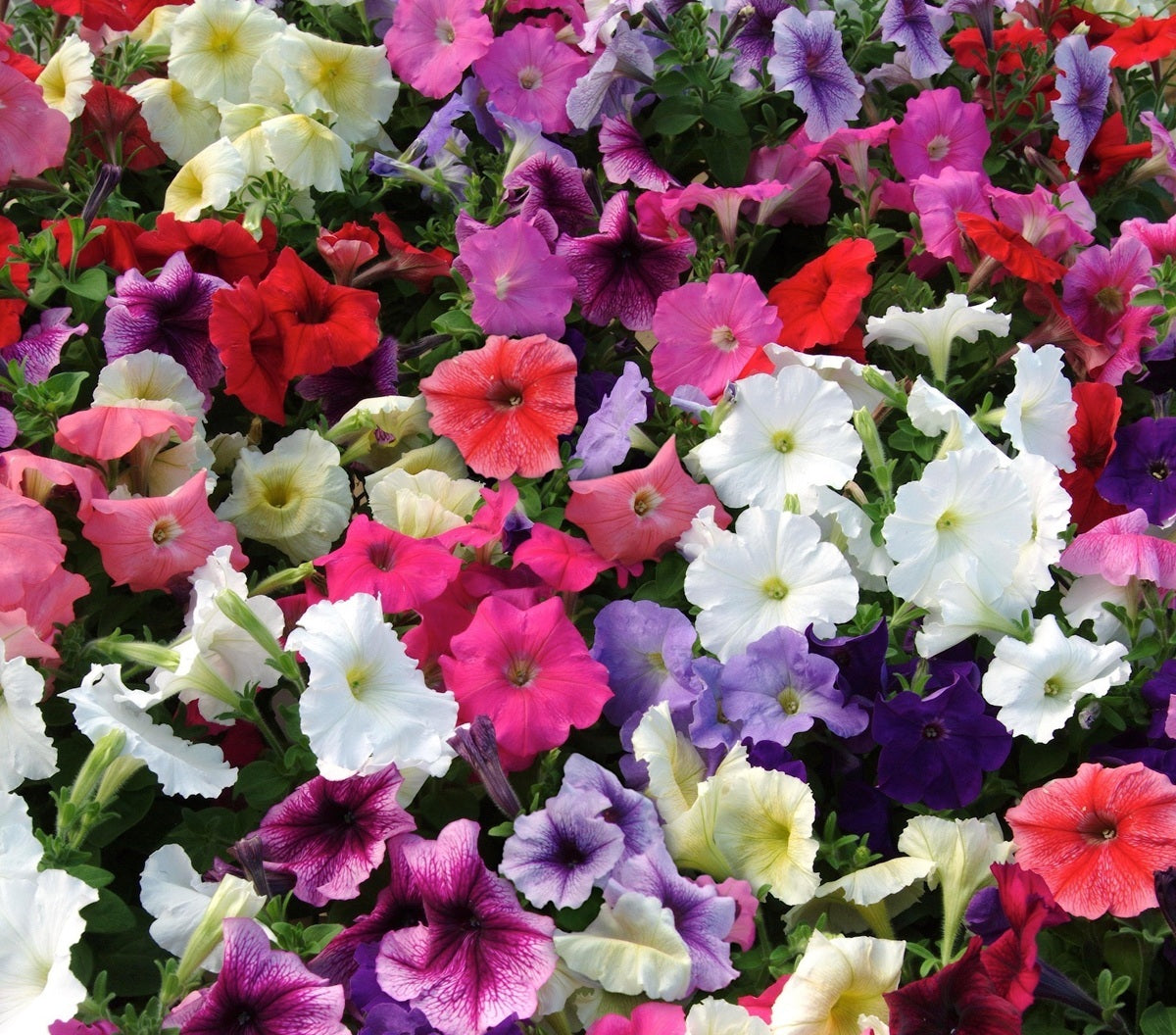 Petunia × atkinsiana - MIRAGE MIX - Garden Petunia