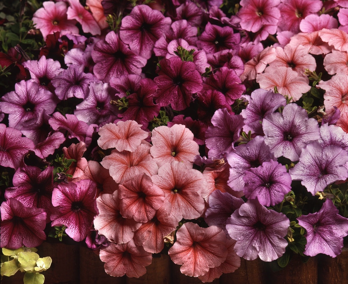 Petunia × atkinsiana - MIRAGE REFLECTIONS MIX - Garden Petunia