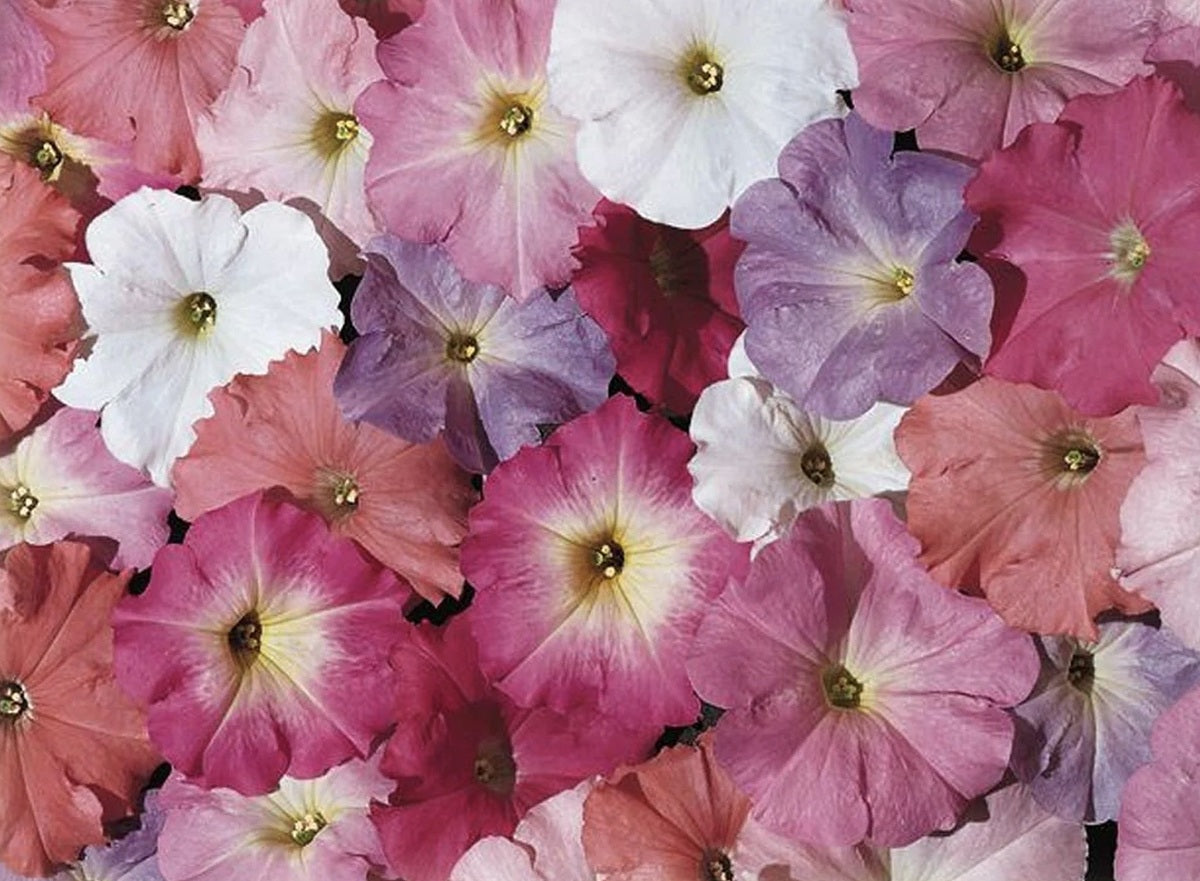Petunia × atkinsiana - PASTEL MIX - Garden Petunia