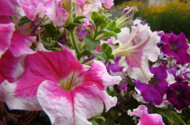 Petunia - PICOTEE Mixed