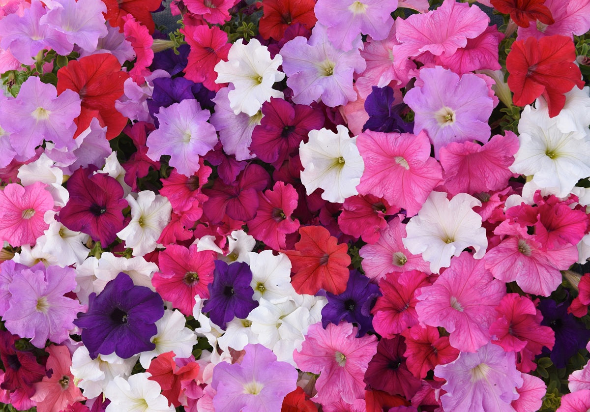 Petunia × atkinsiana - SUPER CASCADE MIX - Garden Petunia Hanging Basket