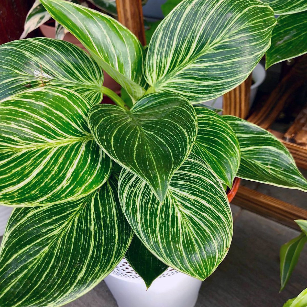 Philodendron - BIRKIN