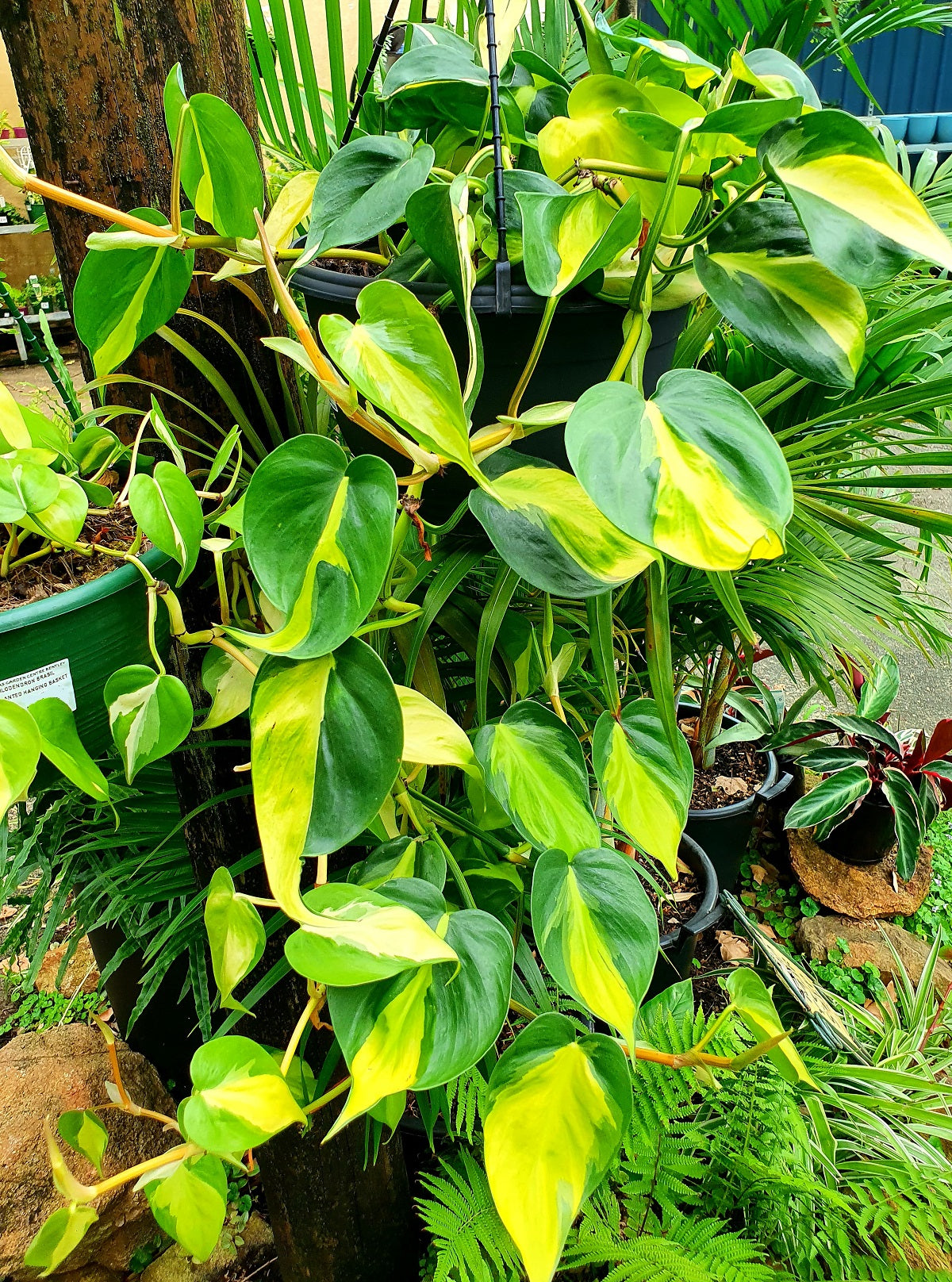 Philodendron hederaceum oxycardium - BRASIL - Variegated Heart Leaf Philodendron Hanging Basket