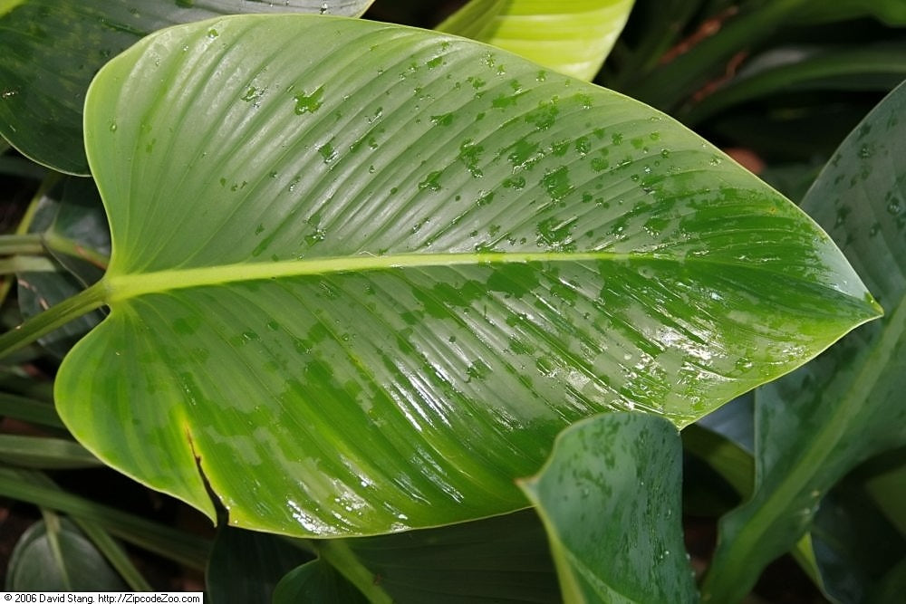 Philodendron - CONGO