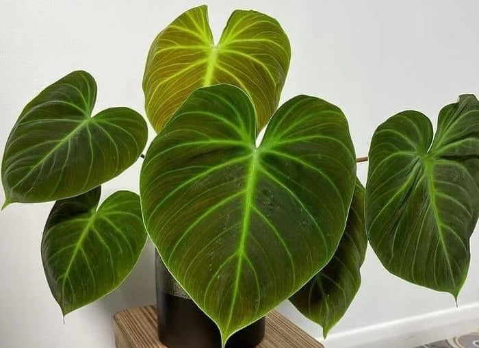 Philodendron rubrijuvenile - El Choco Red