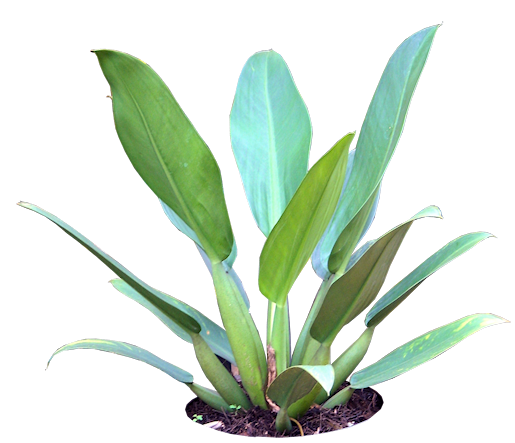 Philodendron martianum - Fat Boy Philodendron