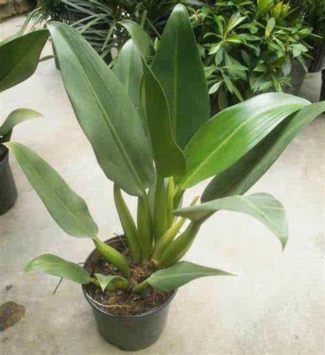 Philodendron martianum - Fat Boy Philodendron