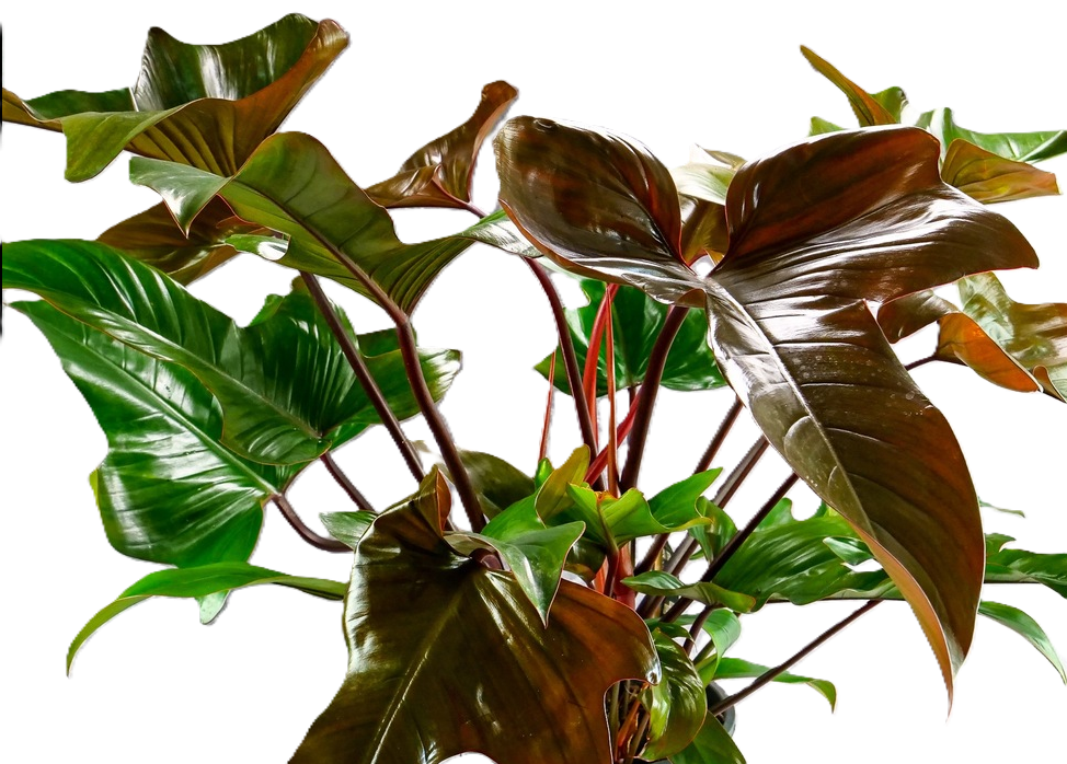 Philodendron - FLORIDA BRONZE Totem