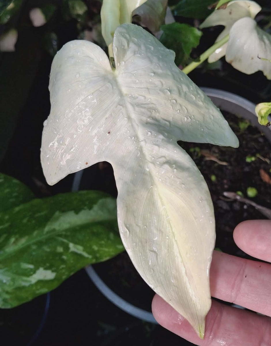 Philodendron - FLORIDA GHOST