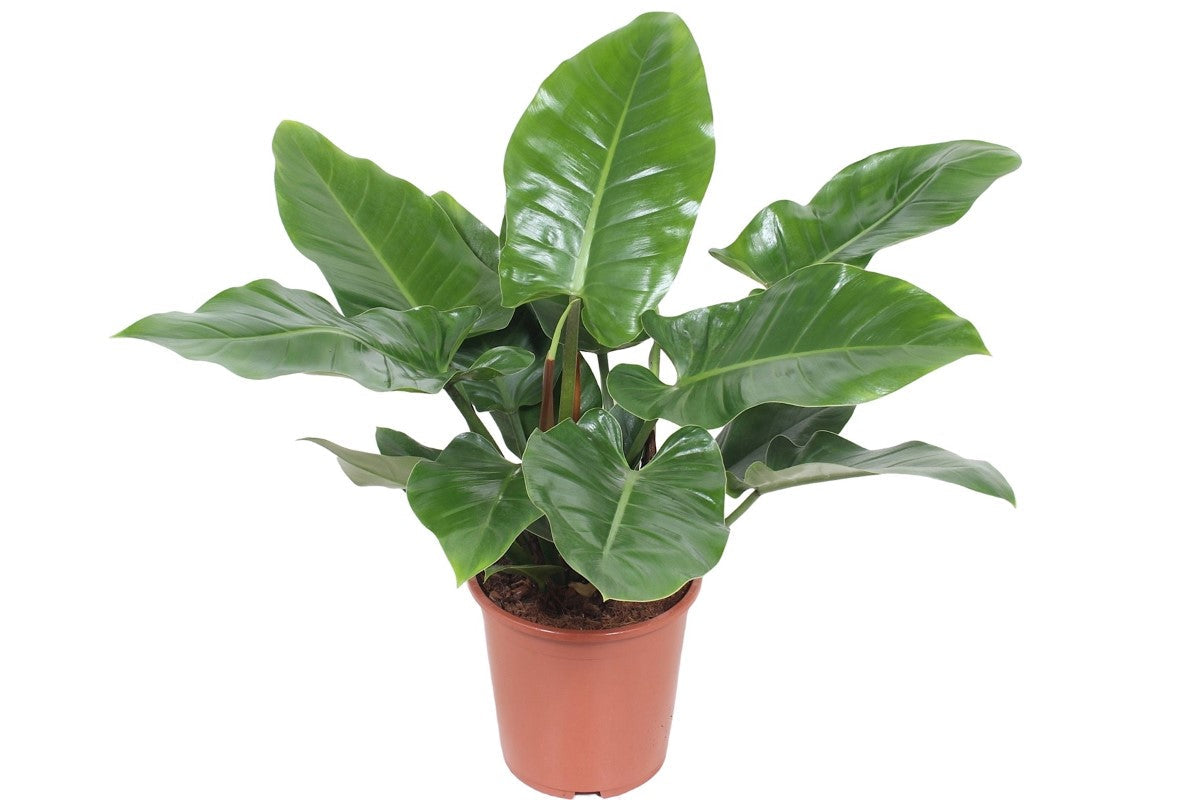 Philodendron - IMPERIAL GREEN
