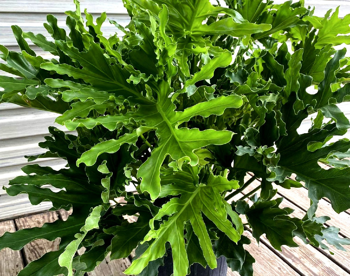 Philodendron bipinnatifidum - LICKETY SPLIT - Tree Philodendron 'Lickety Split' PBR