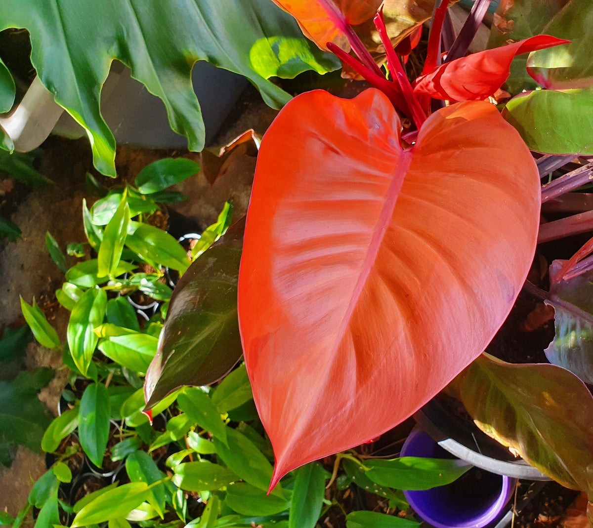 Philodendron - MCCOLLEYS FINALE