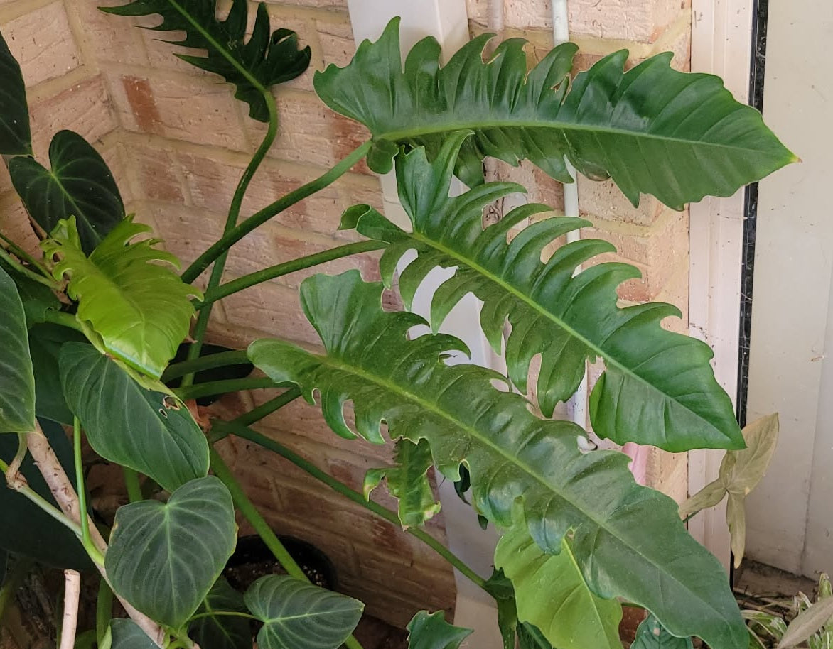 Philodendron - NARROW