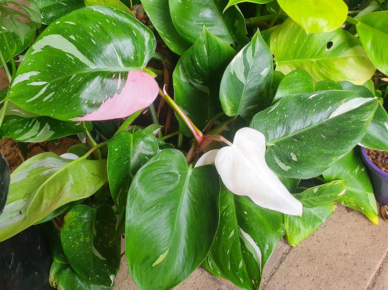 Philodendron - WHITE PRINCESS