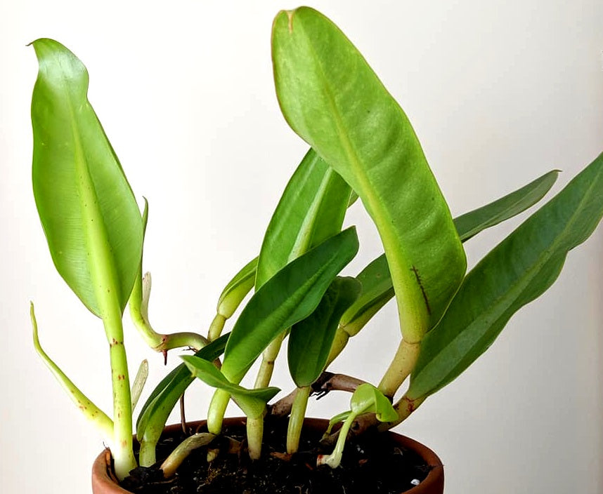 Philodendron crassinervium