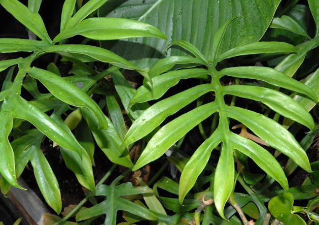 Philodendron distantilobum - CINDERELLA