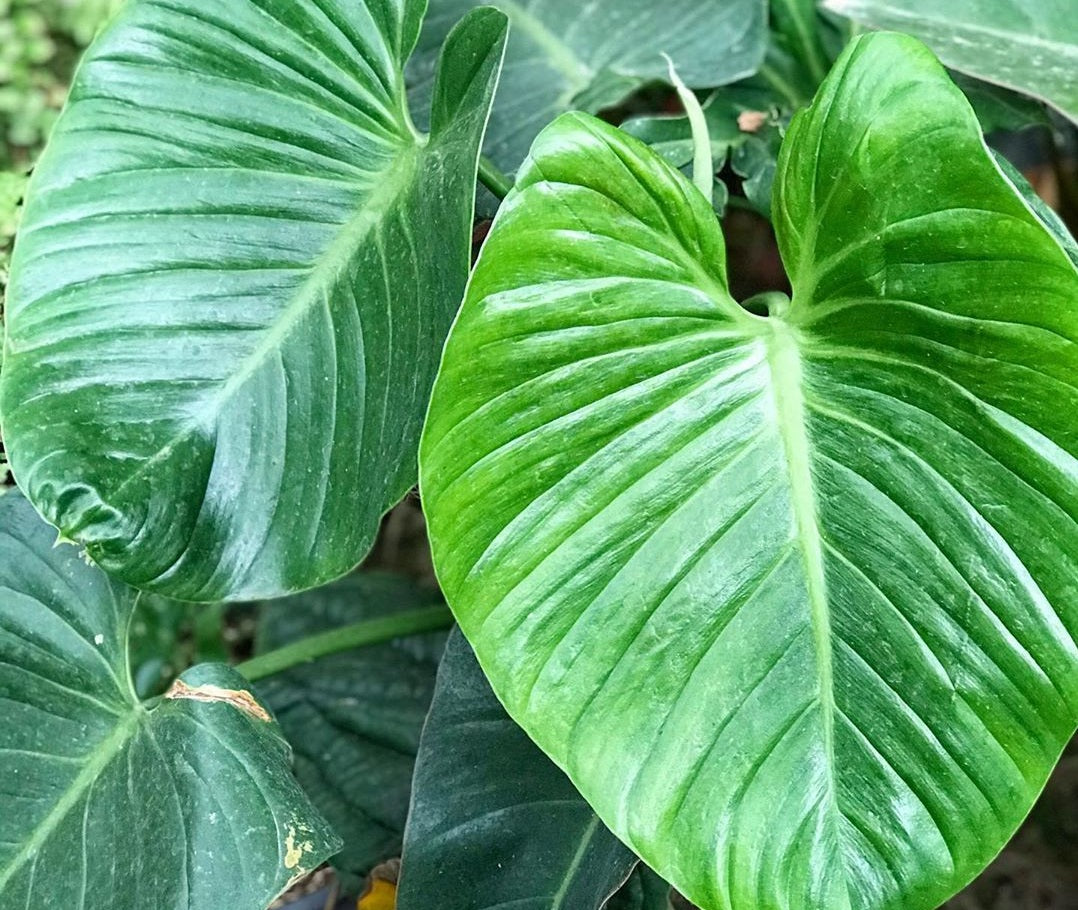 Philodendron eximium