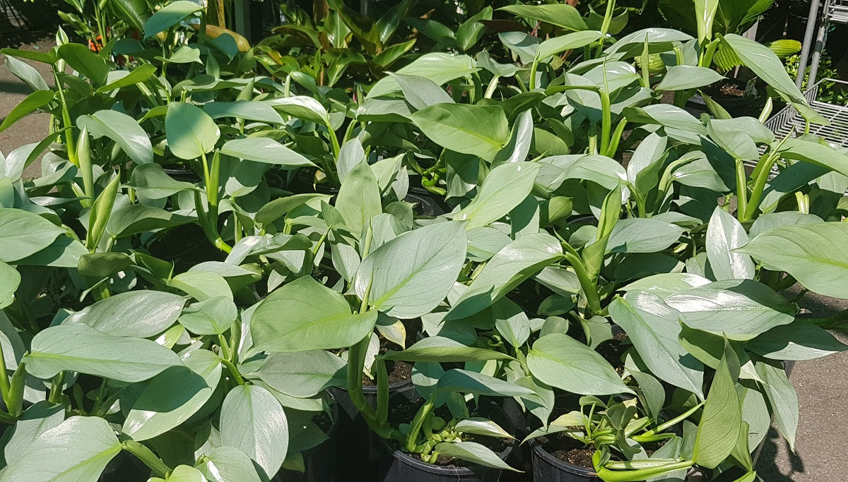 Philodendron hastatum - Silver Sword Philodendron