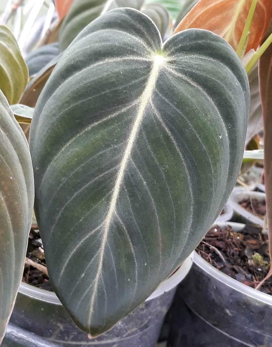 Philodendron melanochrysum - Black Gold Philodendron